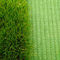 PE à haute densité aménageant l'herbe artificielle naturelle 3/8&quot; 12500 Dtex